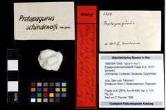 Foto (Objekt + Etiketten) von Eopaguropsis schindewolfi (Fraaije et al., 2019) 